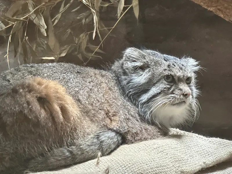 マヌルネコの写真