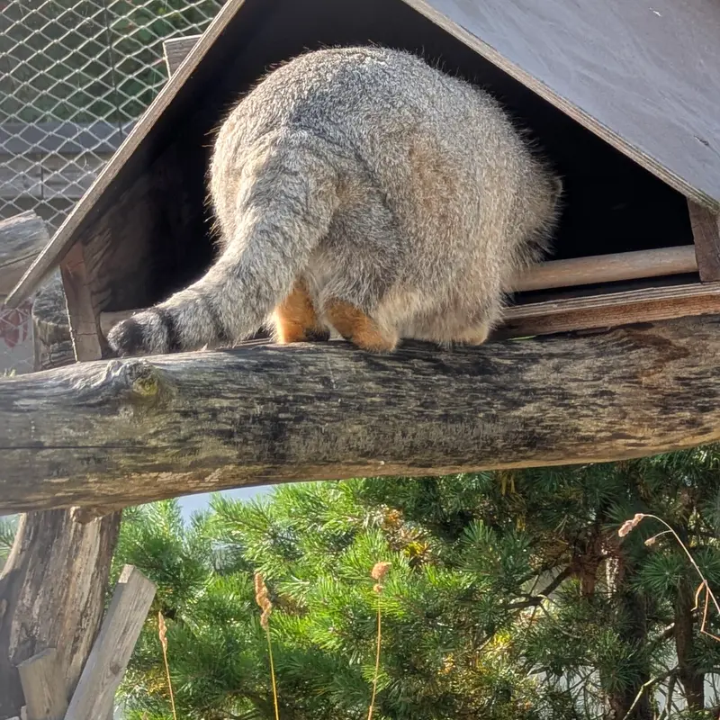 コルケアサーリ動物園のミミの写真