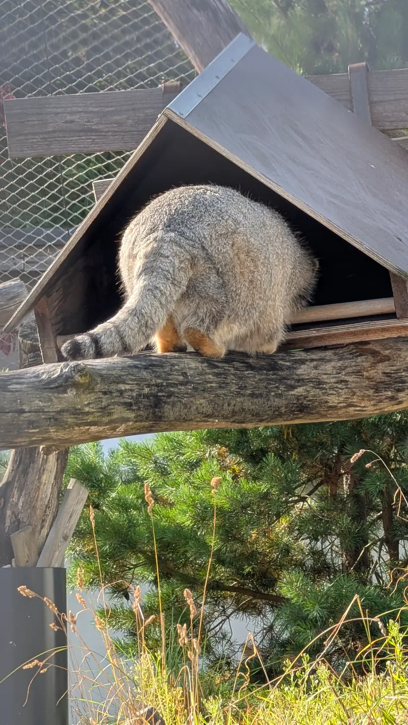 コルケアサーリ動物園のミミの写真