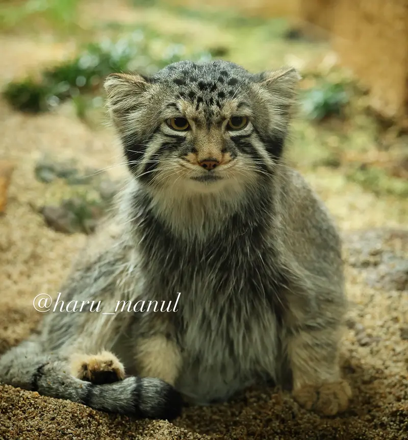 Nasu Animal Kingdomのナゴムの写真