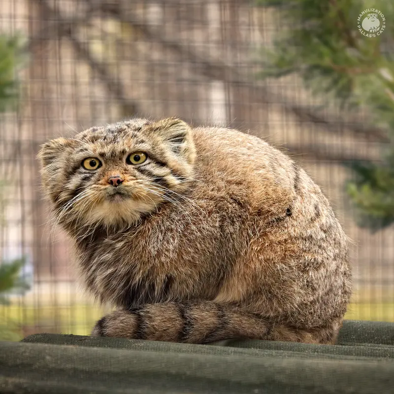ノヴォシビルスク動物園のエルフの写真