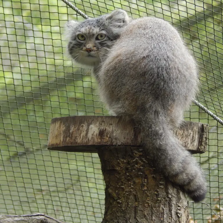 トレゴムール動物園のアルタイの写真