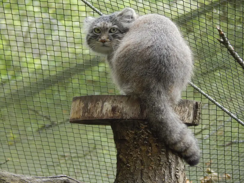 トレゴムール動物園のアルタイの写真