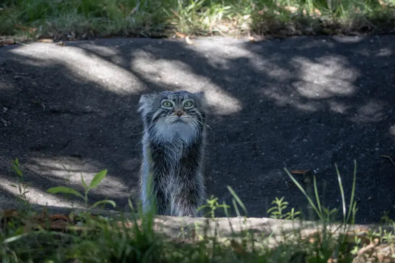 モスクワ動物園のティモフェイの写真