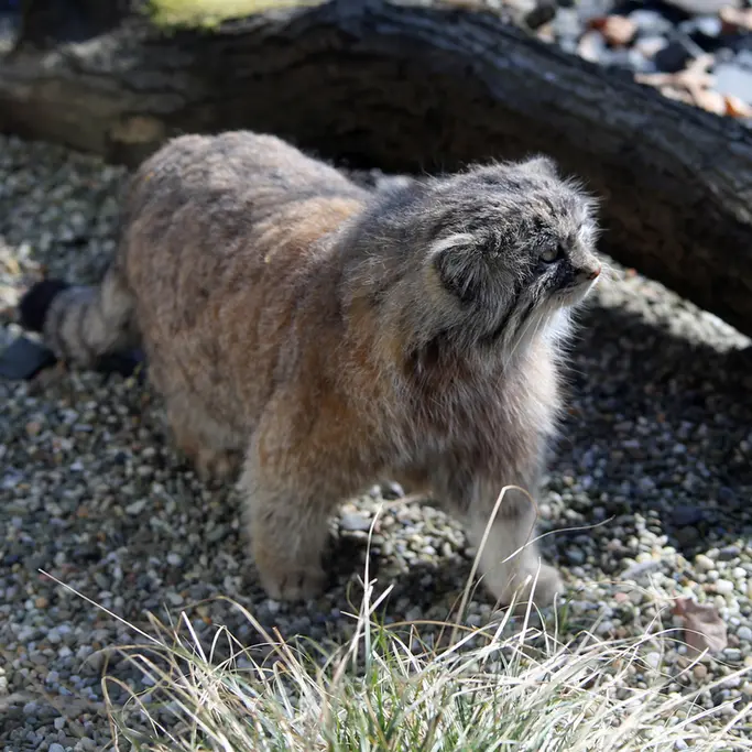 オストラヴァ動物園のモイラの写真