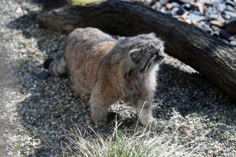 オストラヴァ動物園のモイラの写真