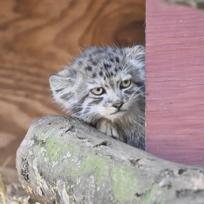 バナム動物園のマヌルネコの写真