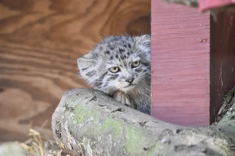 バナム動物園のマヌルネコの写真