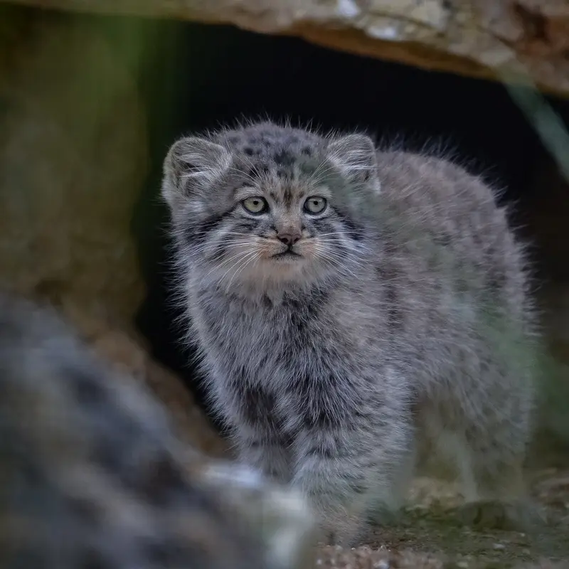 ポート・リムプネ・ワイルド・アニマル・パークのナムーの子猫 b. 2026 Ⅲの写真