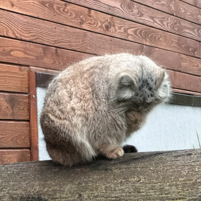 グダニスク動物園のマヌエルの写真