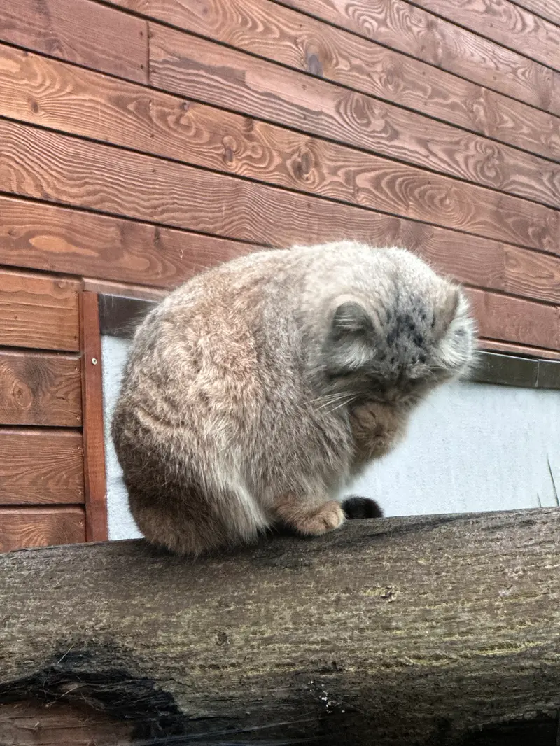 グダニスク動物園のマヌエルの写真