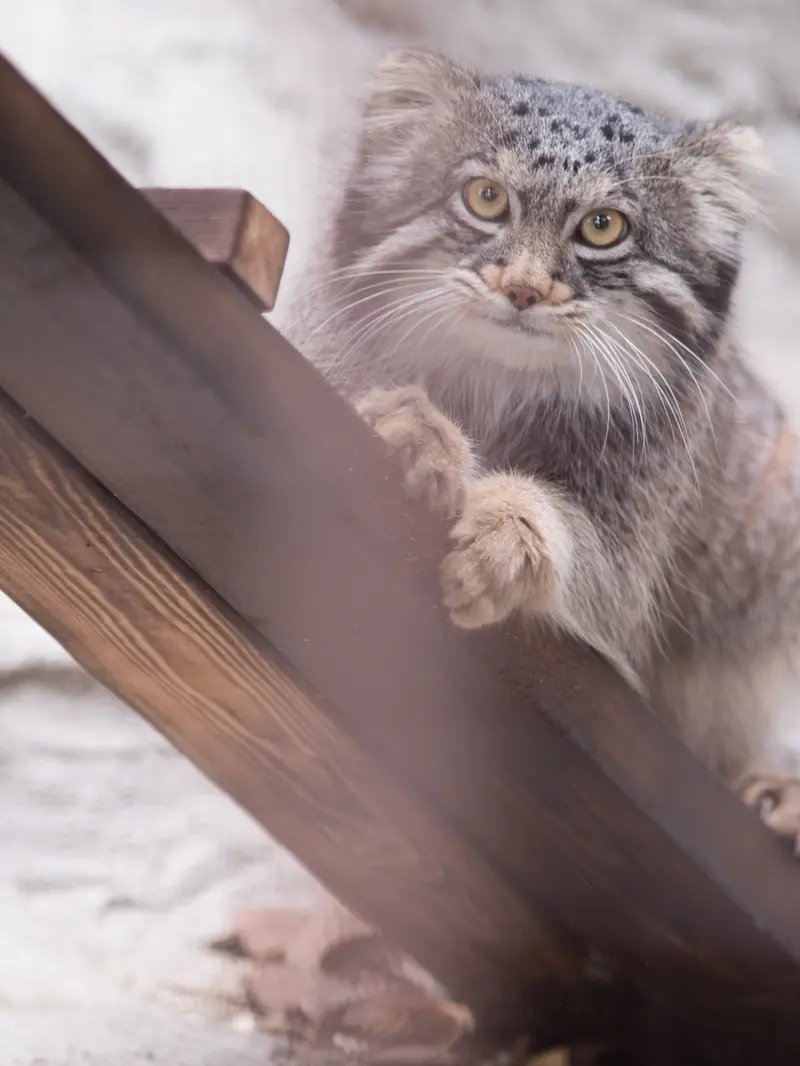 野毛山動物園のフィーガの写真