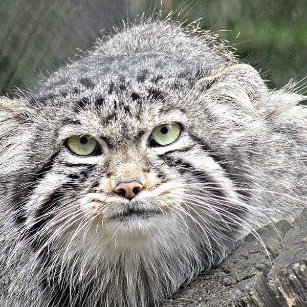 ノヴォシビルスク動物園のアルタイの写真