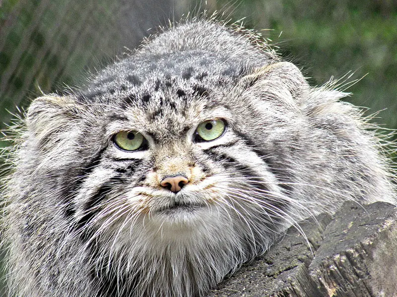 ノヴォシビルスク動物園のアルタイの写真