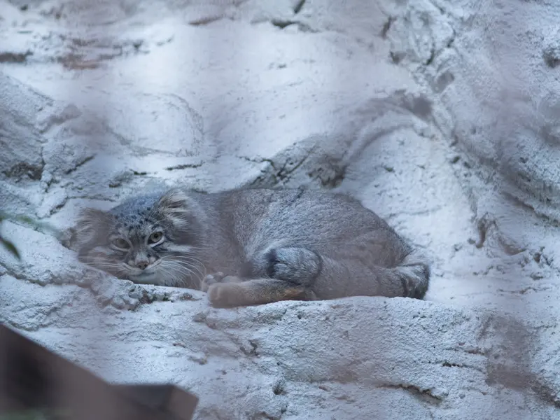 野毛山動物園のフィーガの写真