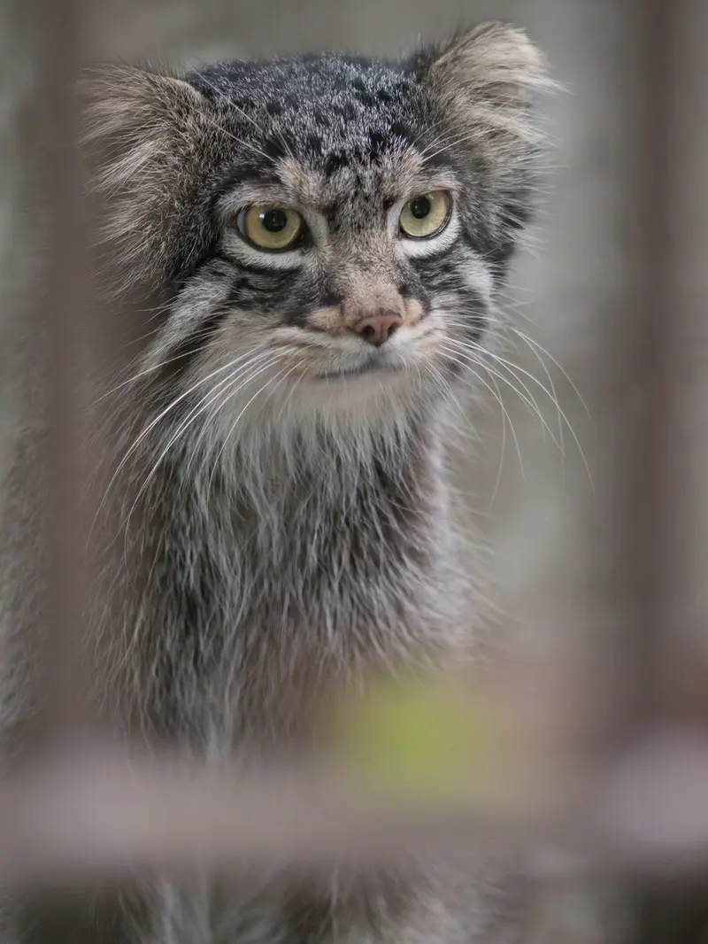 野毛山動物園のフィーガの写真