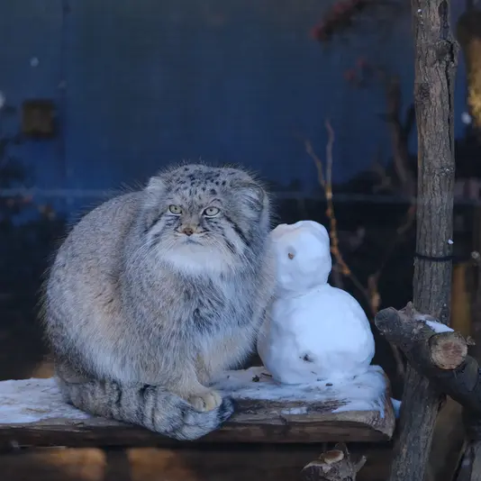 ポッター・パーク動物園のパジの写真