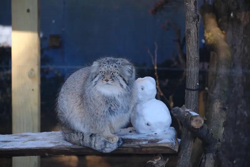 ポッター・パーク動物園のパジの写真