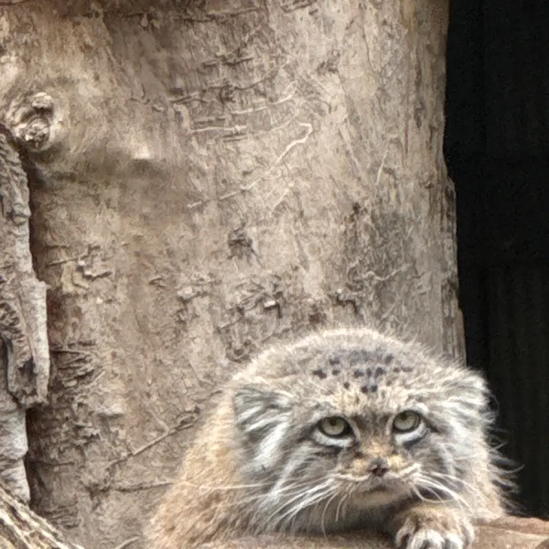 ワルシャワ動物園のジェシーの写真