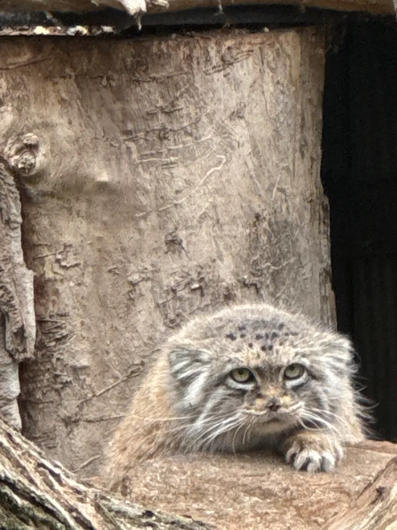ワルシャワ動物園のジェシーの写真