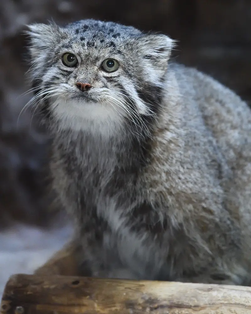 恩賜上野動物園のクリョンの写真