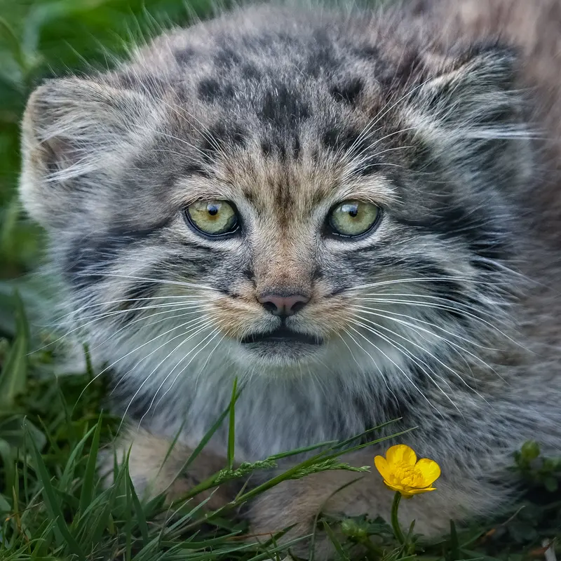 ポート・リムプネ・ワイルド・アニマル・パークのナムーの子猫 b. 2026 Ⅲの写真