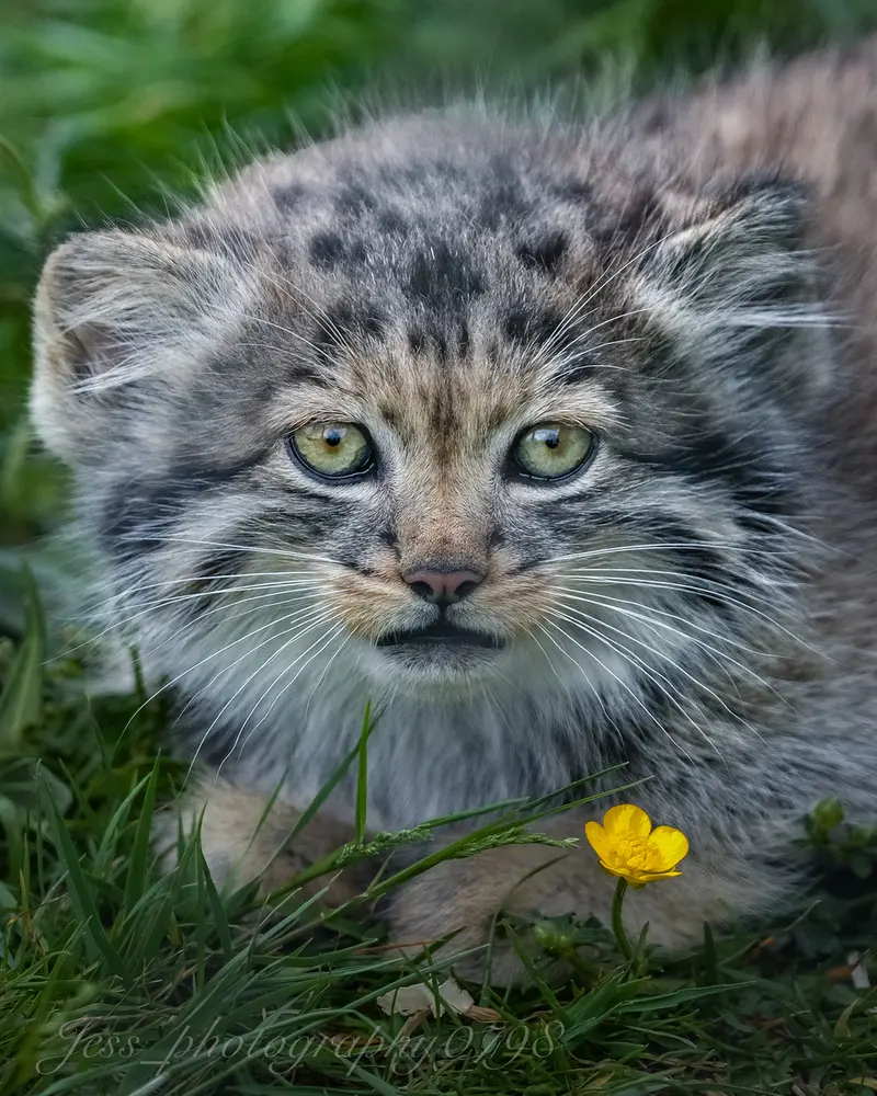 ポート・リムプネ・ワイルド・アニマル・パークのナムーの子猫 b. 2026 Ⅲの写真