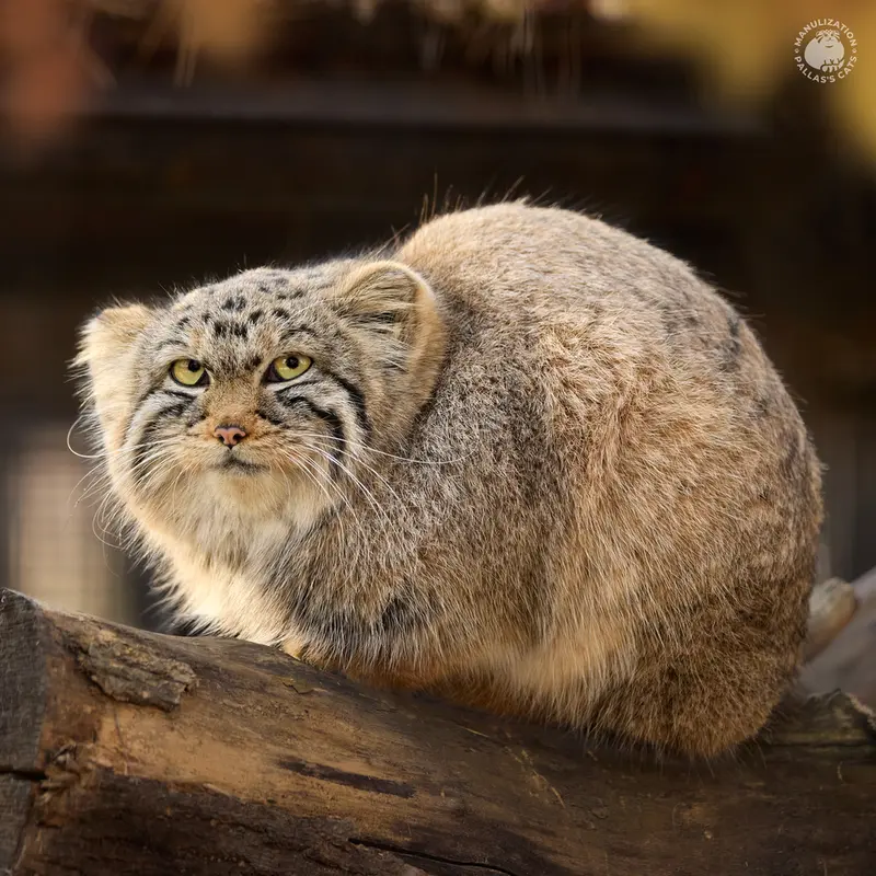 ノヴォシビルスク動物園のアーニャの写真