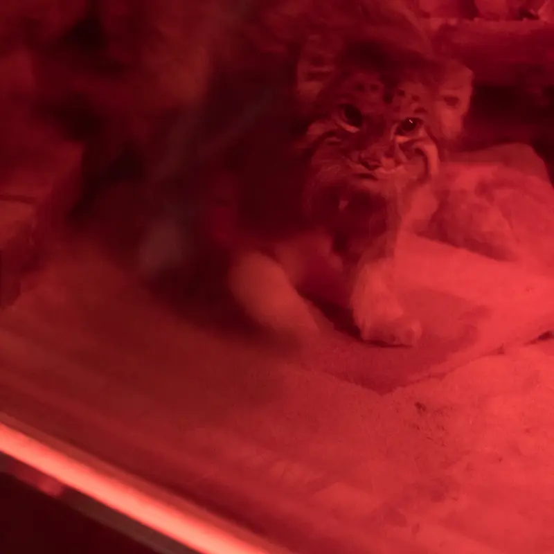 恩賜上野動物園のナイマの写真