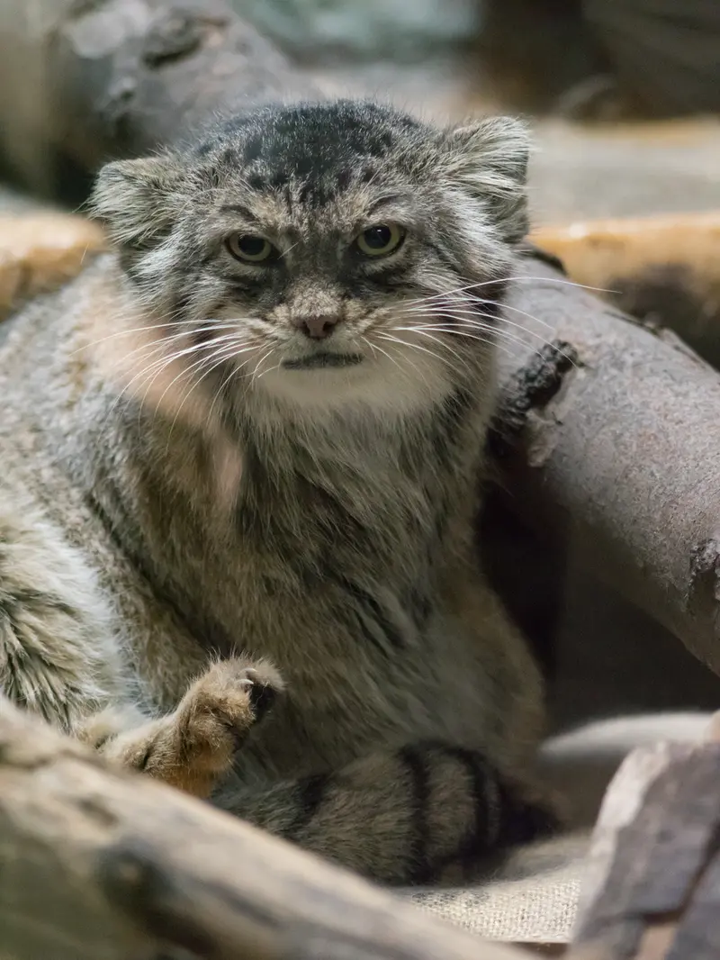 恩賜上野動物園のプリームラの写真