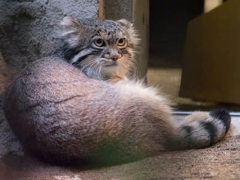 野毛山動物園のフィーガの写真