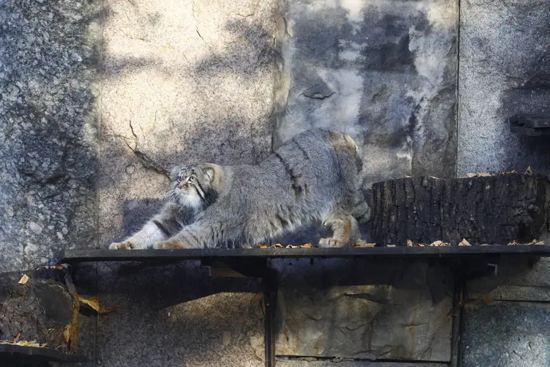 モスクワ動物園のティモフェイの写真