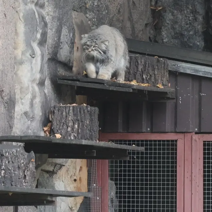 モスクワ動物園のティモフェイの写真