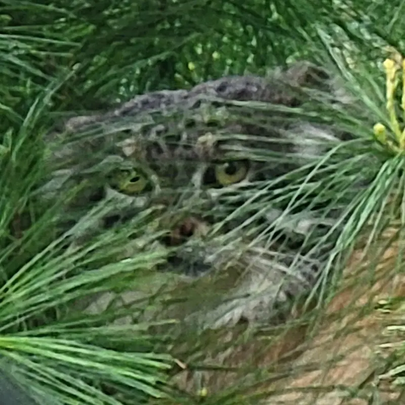 ニアイビ動物園のマヌルネコのハルト