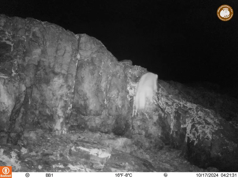 アクタス＝クンコラ［新］カメラトラップで撮影したOtocolobus manul manulの写真