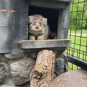 マヌルネコの写真