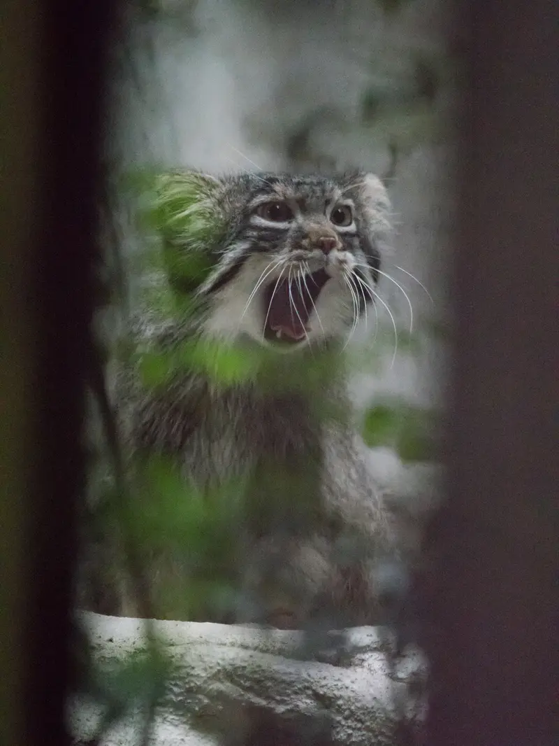 野毛山動物園のフィーガの写真