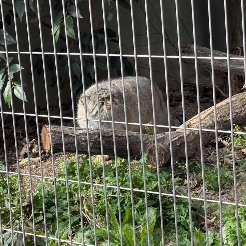 東山動植物園のエルの写真