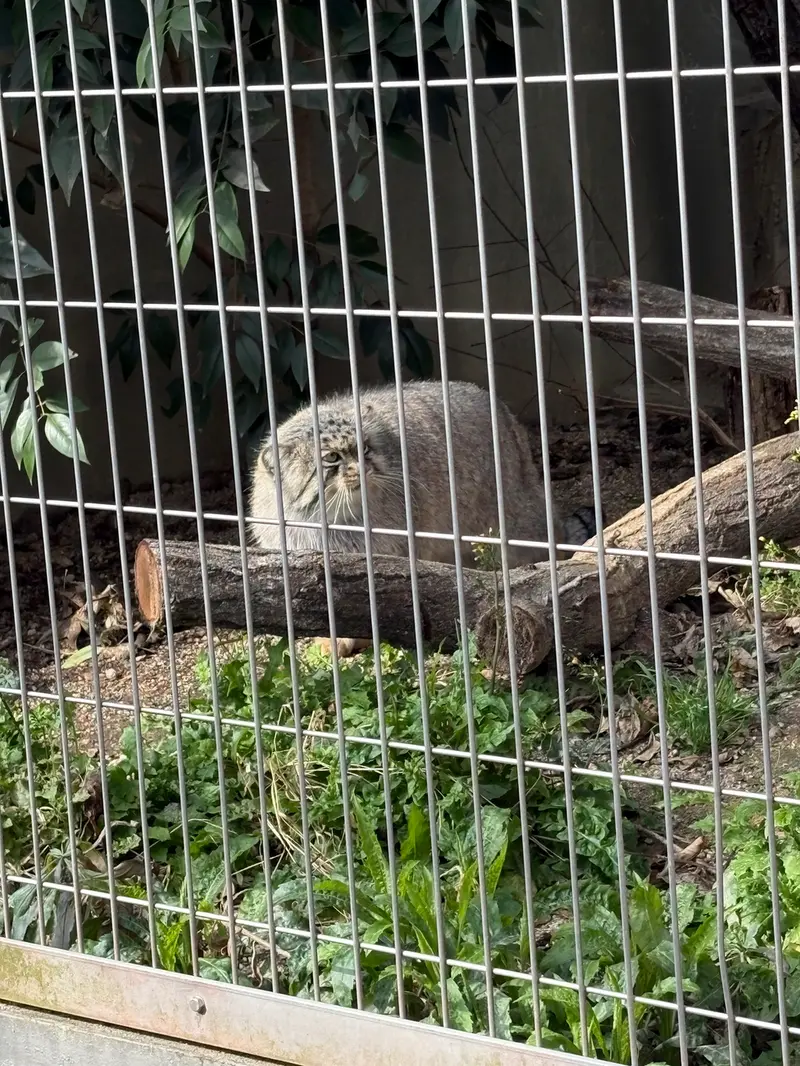 東山動植物園のエルの写真