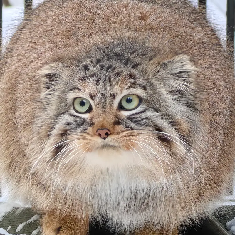 ノヴォシビルスク動物園のガビの写真