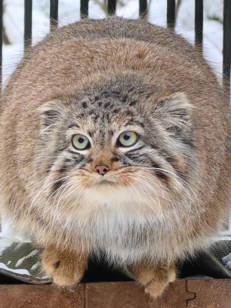 ノヴォシビルスク動物園のガビの写真