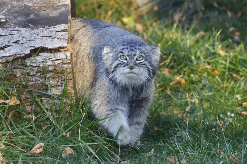 モスクワ動物園のティモフェイの写真