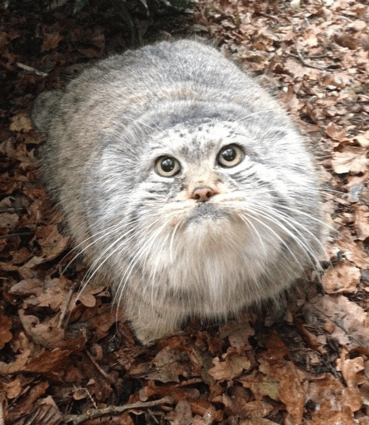 マヌルネコの写真