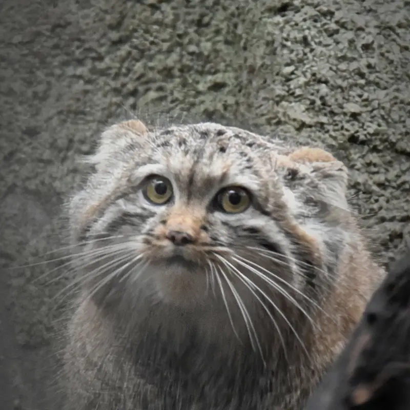 ブダペスト動物園＆植物園のルーシーの写真