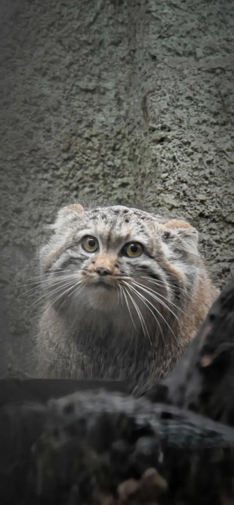 ブダペスト動物園＆植物園のルーシーの写真