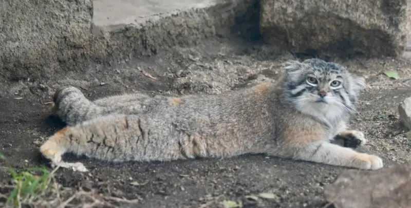 神戸どうぶつ王国のレフの写真