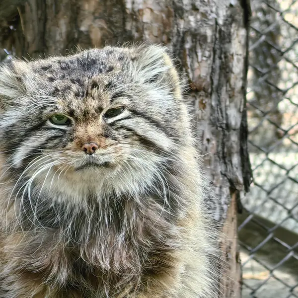 ノヴォシビルスク動物園のゼレノゴルスクの写真