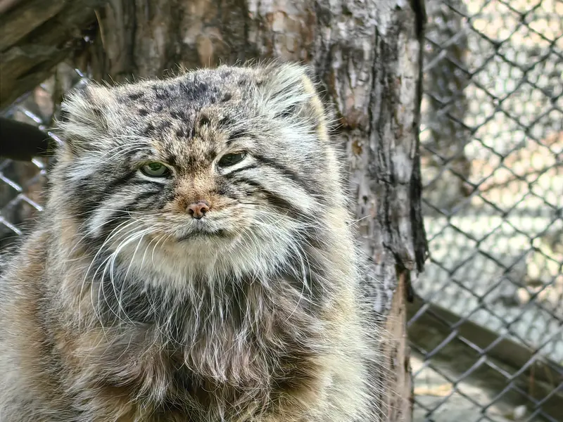 ノヴォシビルスク動物園のゼレノゴルスクの写真