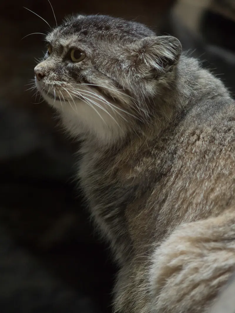恩賜上野動物園のプリームラの写真
