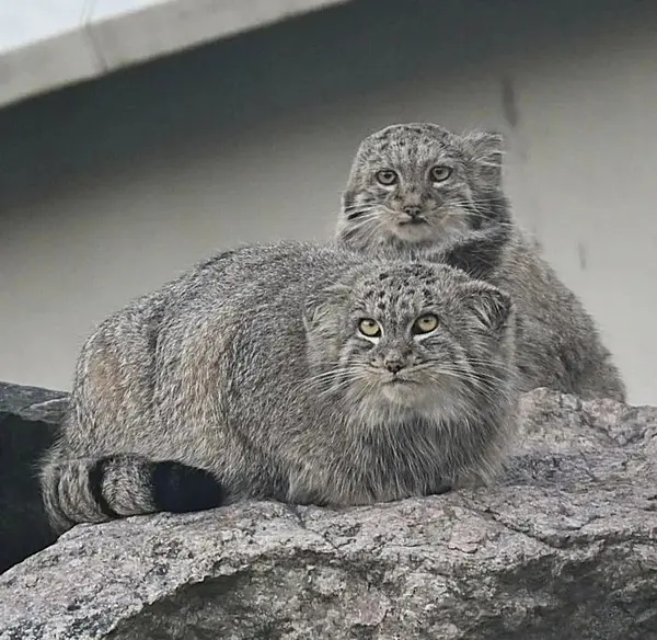コルケアサーリ動物園のステンとサイミの写真